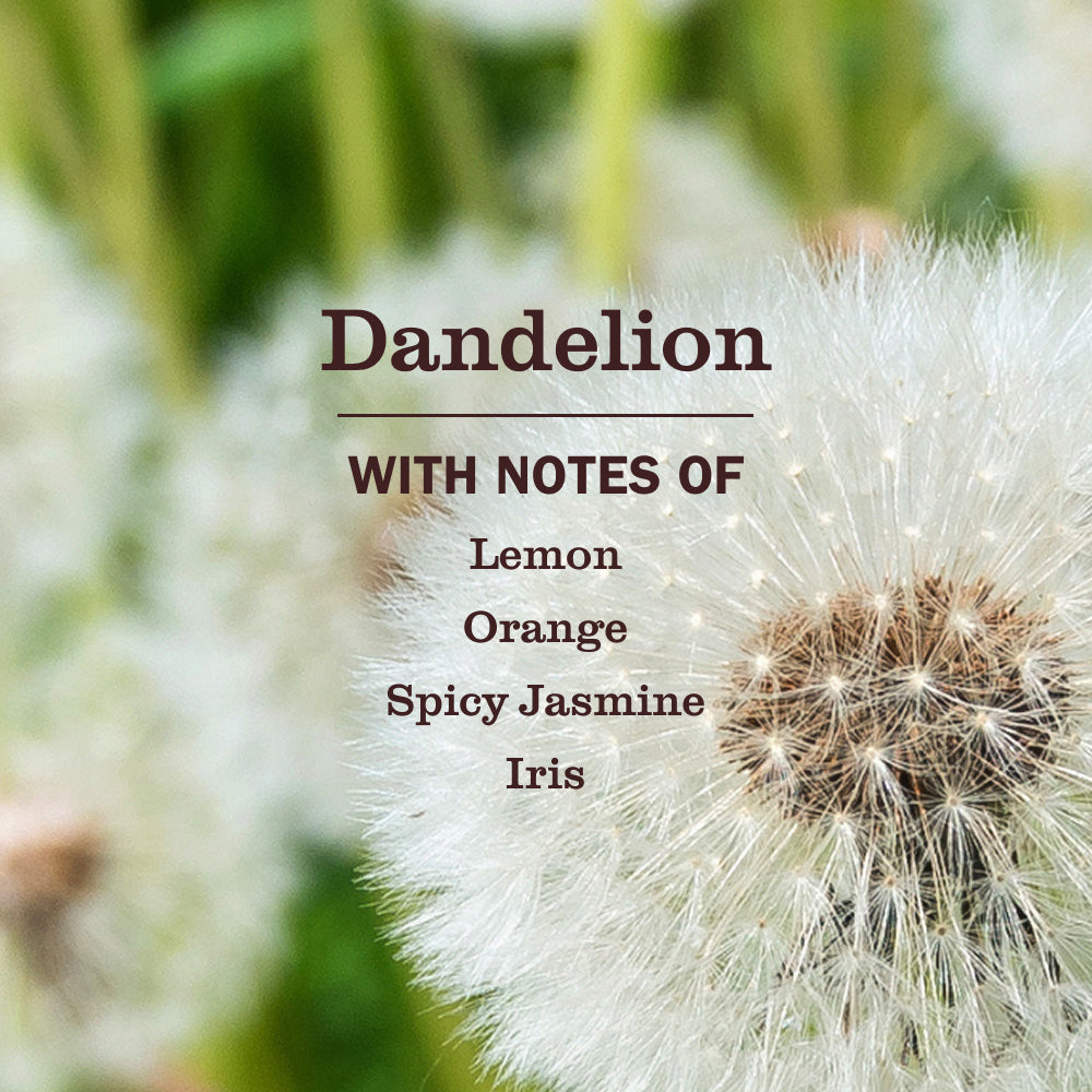 Dandelion Kitchen Basics Set - View 4
